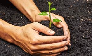 How to Plan a Green Funeral: Use Trees for a Grave Marker