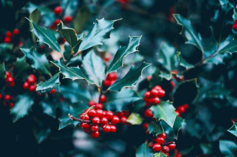 a branch of mistletoe