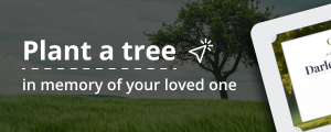 Blog Modal Services - Click Tree